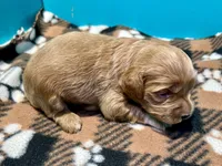 Apricot Boy, a male Cockapoo and Poodle - Miniature  for sale in Vancouver, WA – Photo 2 of 2