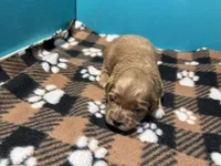 Apricot Boy, a male Cockapoo and Poodle - Miniature  for sale in Vancouver, WA – Photo 1 of 2