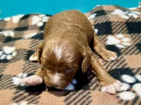 Red boy 2, a male Cockapoo and Poodle - Miniature  for sale in Vancouver, WA – Photo 3 of 3