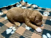 Red boy 2, a male Cockapoo and Poodle - Miniature  for sale in Vancouver, WA – Photo 2 of 3