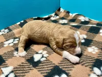 Red Full Tux, a male Cockapoo and Poodle - Miniature  for sale in Vancouver, WA – Photo 1 of 2