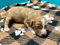 Red Full Tux, a male Cockapoo and Poodle - Miniature  for sale in Vancouver, WA – Photo 2 of 2