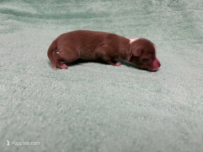 Toy Red tri male – Toy Australian Shepherd puppy for sale in Jacksonville, FL