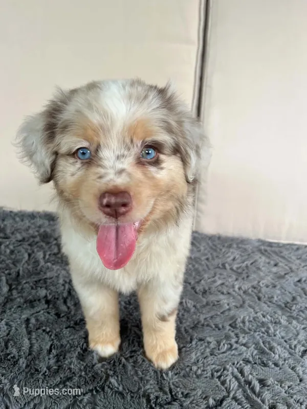 Red Merle male – Miniature Australian Shepherd puppy for sale in Jacksonville, FL