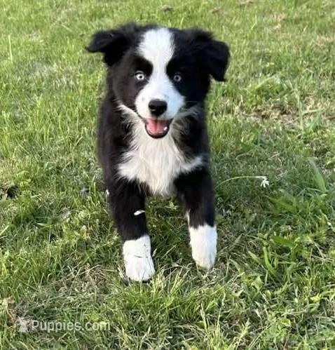 Black bi male – Miniature Australian Shepherd puppy for sale in Jacksonville, FL