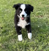 Black bi male, a male Miniature Australian Shepherd for sale in Jacksonville, FL – Photo 1 of 2