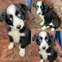 Black bi male, a male Miniature Australian Shepherd for sale in Jacksonville, FL – 8 of 8