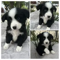 Black bi male, a male Miniature Australian Shepherd for sale in Jacksonville, FL – Photo 2 of 2