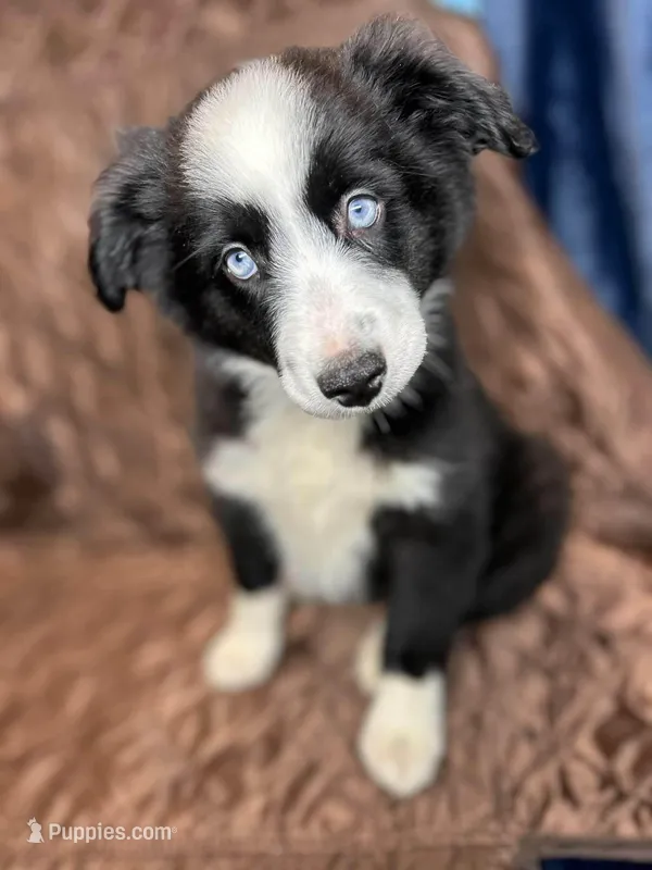 Black bi male – Miniature Australian Shepherd puppy for sale in Jacksonville, FL