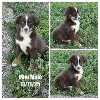 Red tri male, a male Miniature Australian Shepherd for sale in Jacksonville, FL – Photo 2 of 2