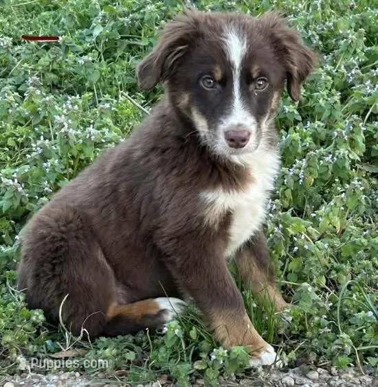 Red tri male – Miniature Australian Shepherd puppy for sale in Jacksonville, FL