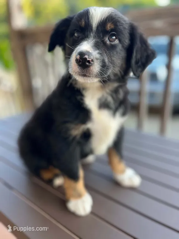 Black tri male – Miniature Australian Shepherd puppy for sale in Jacksonville, FL