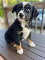 Black tri male, a male Miniature Australian Shepherd for sale in Jacksonville, FL – 1 of 10