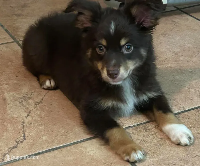 Red tri male – Miniature Australian Shepherd puppy for sale in Jacksonville, FL