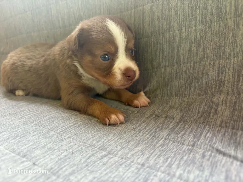 Toy Red tri female – Toy Australian Shepherd puppy for sale in Jacksonville, FL