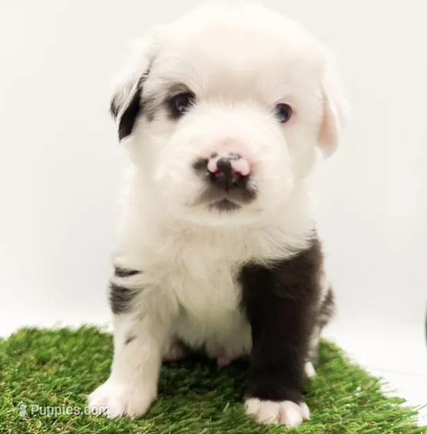 Blue Merle male – Miniature Australian Shepherd puppy for sale in Jacksonville, FL