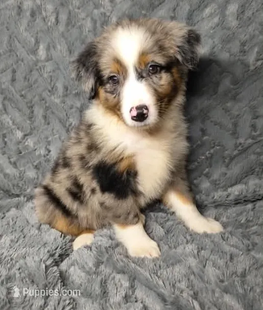 Blue Merle female – Miniature Australian Shepherd puppy for sale in Jacksonville, FL