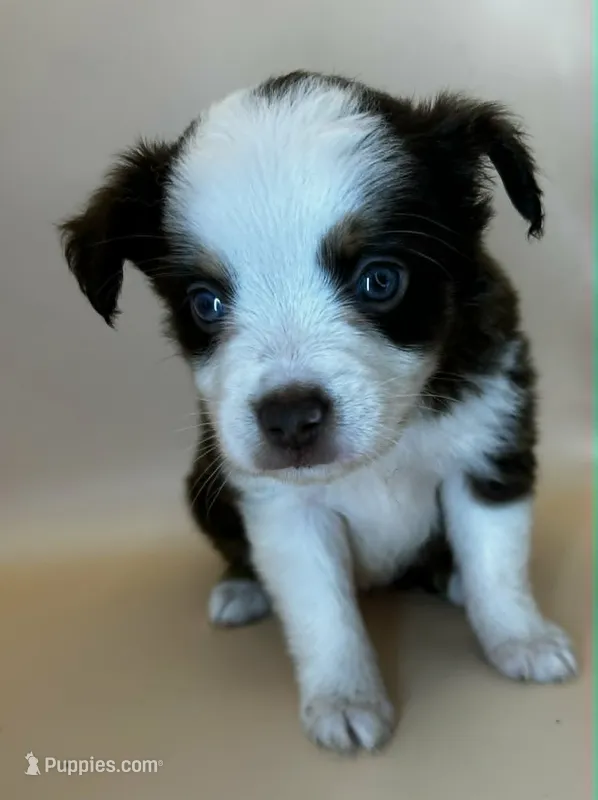 Red tri female – Miniature Australian Shepherd puppy for sale in Jacksonville, FL
