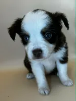 Red tri female, a female Miniature Australian Shepherd for sale in Jacksonville, FL – 1 of 2