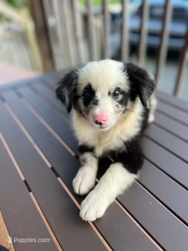 Blue Merle male – Miniature Australian Shepherd puppy for sale in Jacksonville, FL