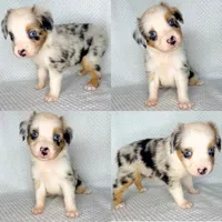 Blue Merle female , a female Miniature Australian Shepherd for sale in Jacksonville, FL – 2 of 8