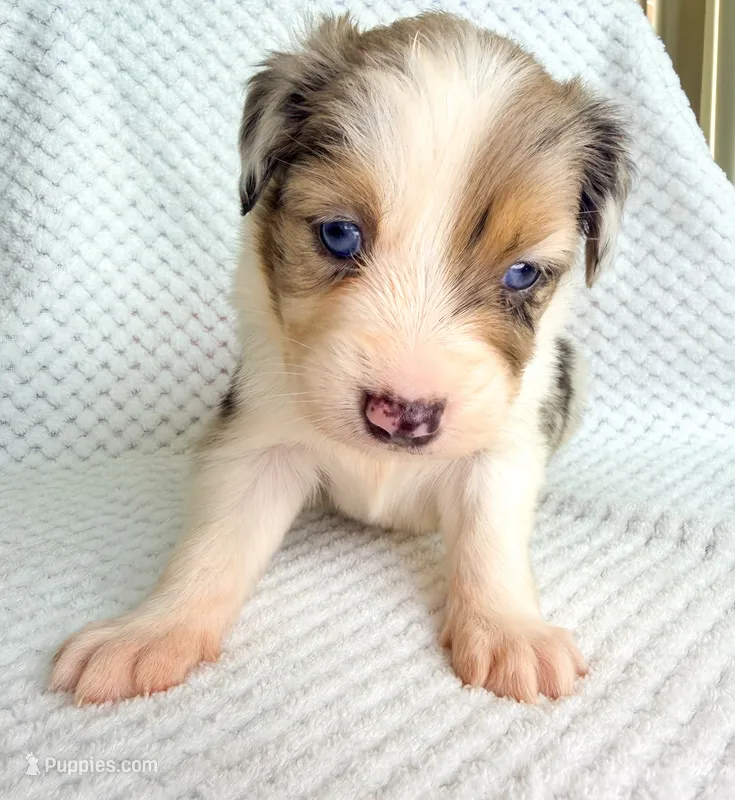 Blue Merle male – Miniature Australian Shepherd puppy for sale in Jacksonville, FL