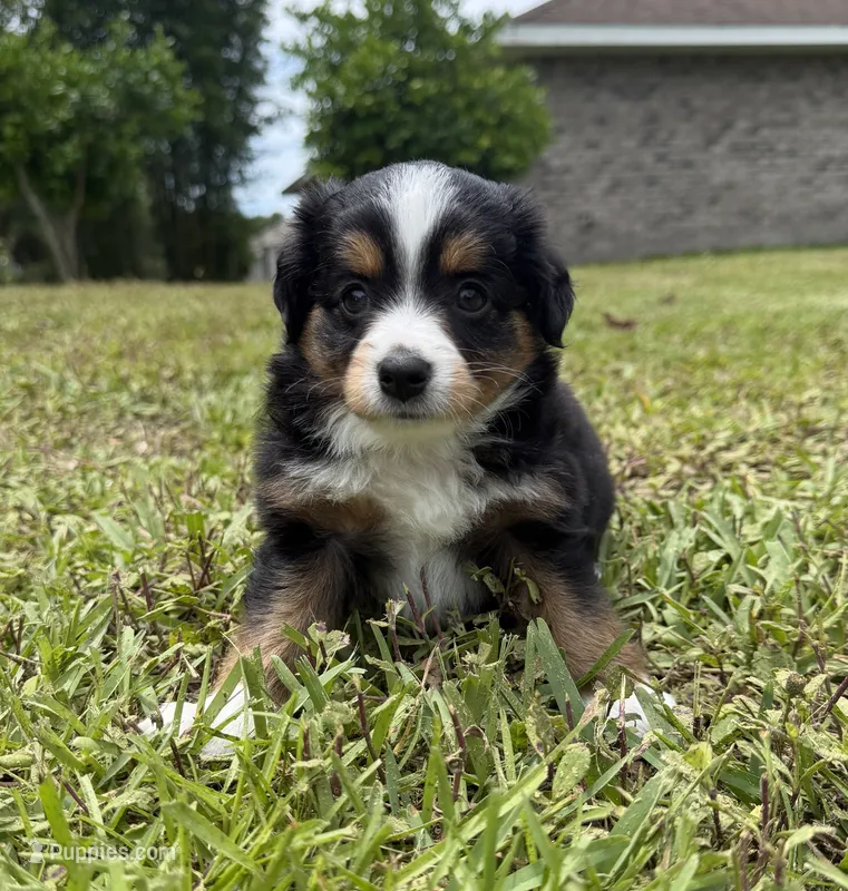 Black tri male – Miniature Australian Shepherd puppy for sale in Jacksonville, FL