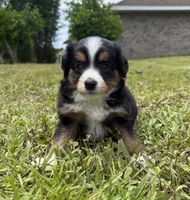 Black tri male, a male Miniature Australian Shepherd for sale in Jacksonville, FL – 1 of 2