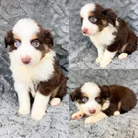 Red tri male, a male Miniature Australian Shepherd for sale in Jacksonville, FL – 2 of 2