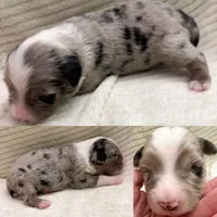 Blue Merle male, a male Miniature Australian Shepherd for sale in Jacksonville, FL – 6 of 8
