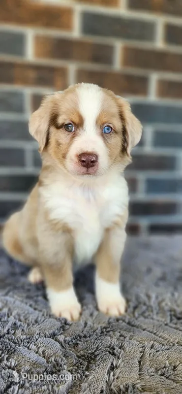 Red Merle male – Miniature Australian Shepherd puppy for sale in Jacksonville, FL