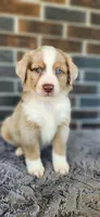 Red Merle male, a male Miniature Australian Shepherd for sale in Jacksonville, FL – 3 of 9