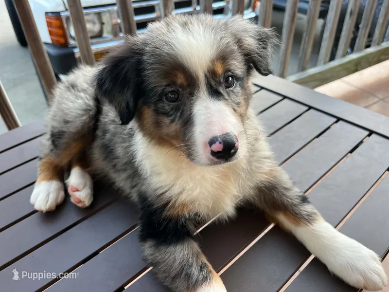 Blue Merle female – Miniature Australian Shepherd puppy for sale in Jacksonville, FL