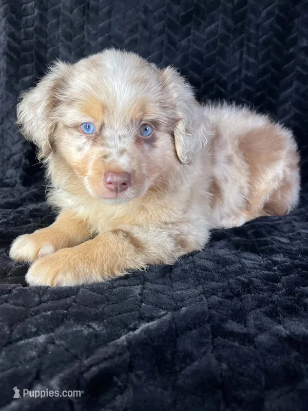 Red Merle male – Miniature Australian Shepherd puppy for sale in Jacksonville, FL