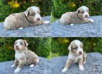 Red Merle male, a male Miniature Australian Shepherd for sale in Jacksonville, FL – 8 of 9