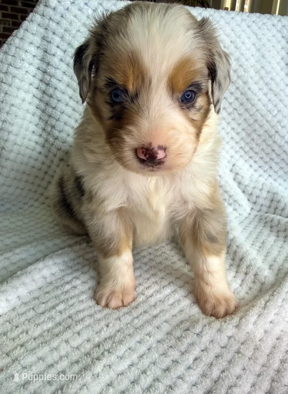 Blue Merle male – Miniature Australian Shepherd puppy for sale in Jacksonville, FL