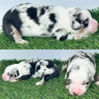 Blue Merle female , a female Miniature Australian Shepherd for sale in Jacksonville, FL – 2 of 2