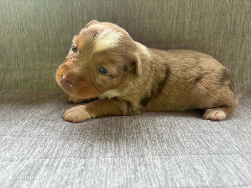 Toy red Merle female – Toy Australian Shepherd puppy for sale in Jacksonville, FL