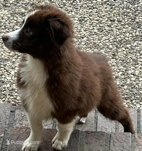 Red tri male – Miniature Australian Shepherd puppy for sale in Jacksonville, FL