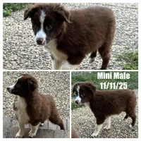 Red tri male, a male Miniature Australian Shepherd for sale in Jacksonville, FL – Photo 2 of 2