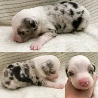 Blue Merle female , a female Miniature Australian Shepherd for sale in Jacksonville, FL – 6 of 8