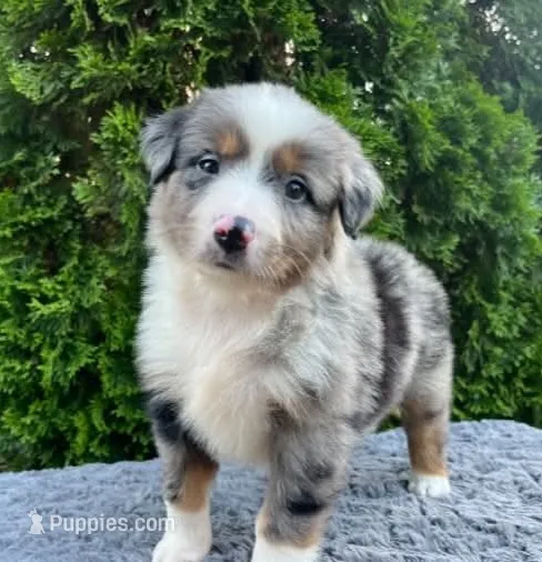 Blue Merle female – Miniature Australian Shepherd puppy for sale in Jacksonville, FL