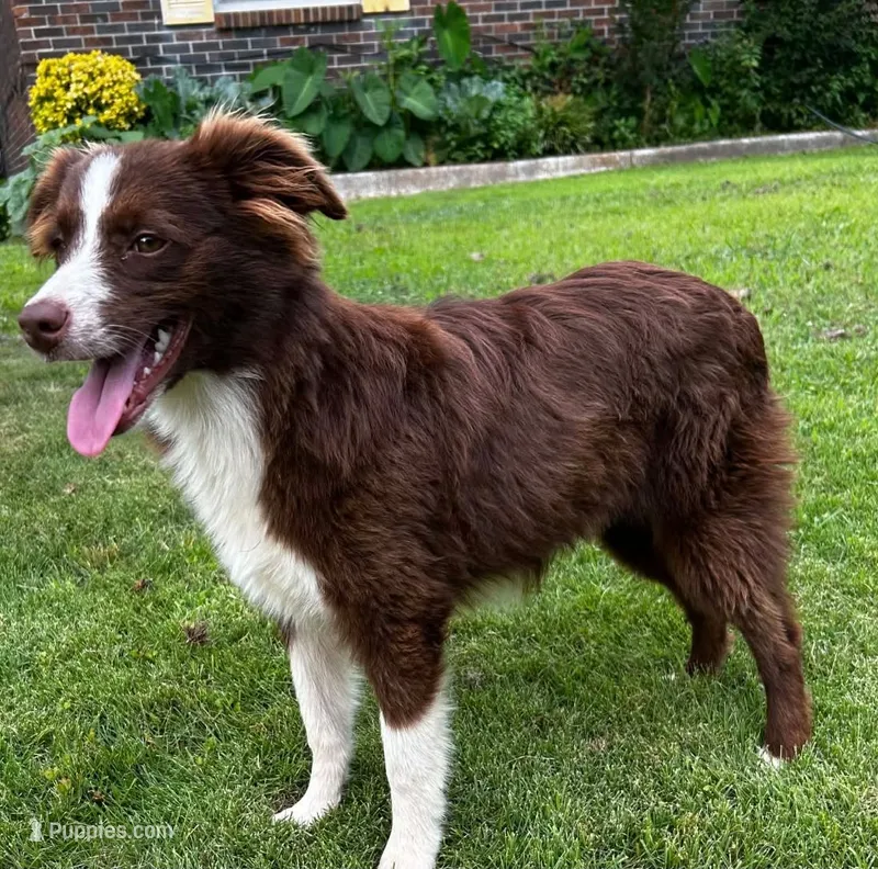 Red tri male – Miniature Australian Shepherd puppy for sale in Jacksonville, FL