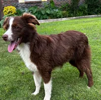 Red tri male, a male Miniature Australian Shepherd for sale in Jacksonville, FL – 1 of 3