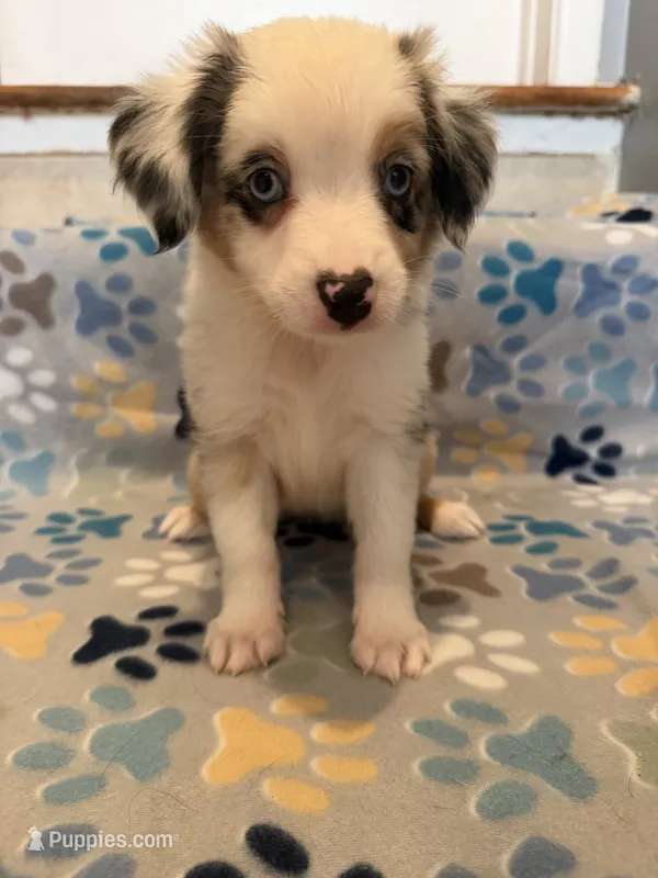 Blue Merle female  – Miniature Australian Shepherd puppy for sale in Jacksonville, FL