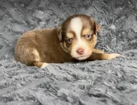 Red tri male , a male Miniature Australian Shepherd for sale in Jacksonville, FL – 1 of 2
