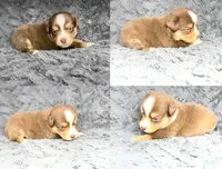 Red tri male , a male Miniature Australian Shepherd for sale in Jacksonville, FL – 2 of 2