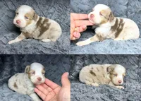 Red Merle female, a female Miniature Australian Shepherd for sale in Jacksonville, FL – 2 of 2