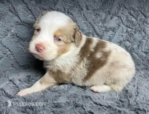Red Merle female – Miniature Australian Shepherd puppy for sale in Jacksonville, FL