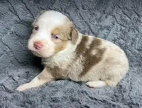 Red Merle female, a female Miniature Australian Shepherd for sale in Jacksonville, FL – 1 of 2